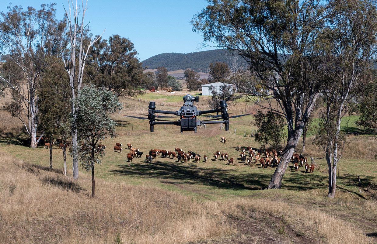 Taking Back and Settling in Paddock