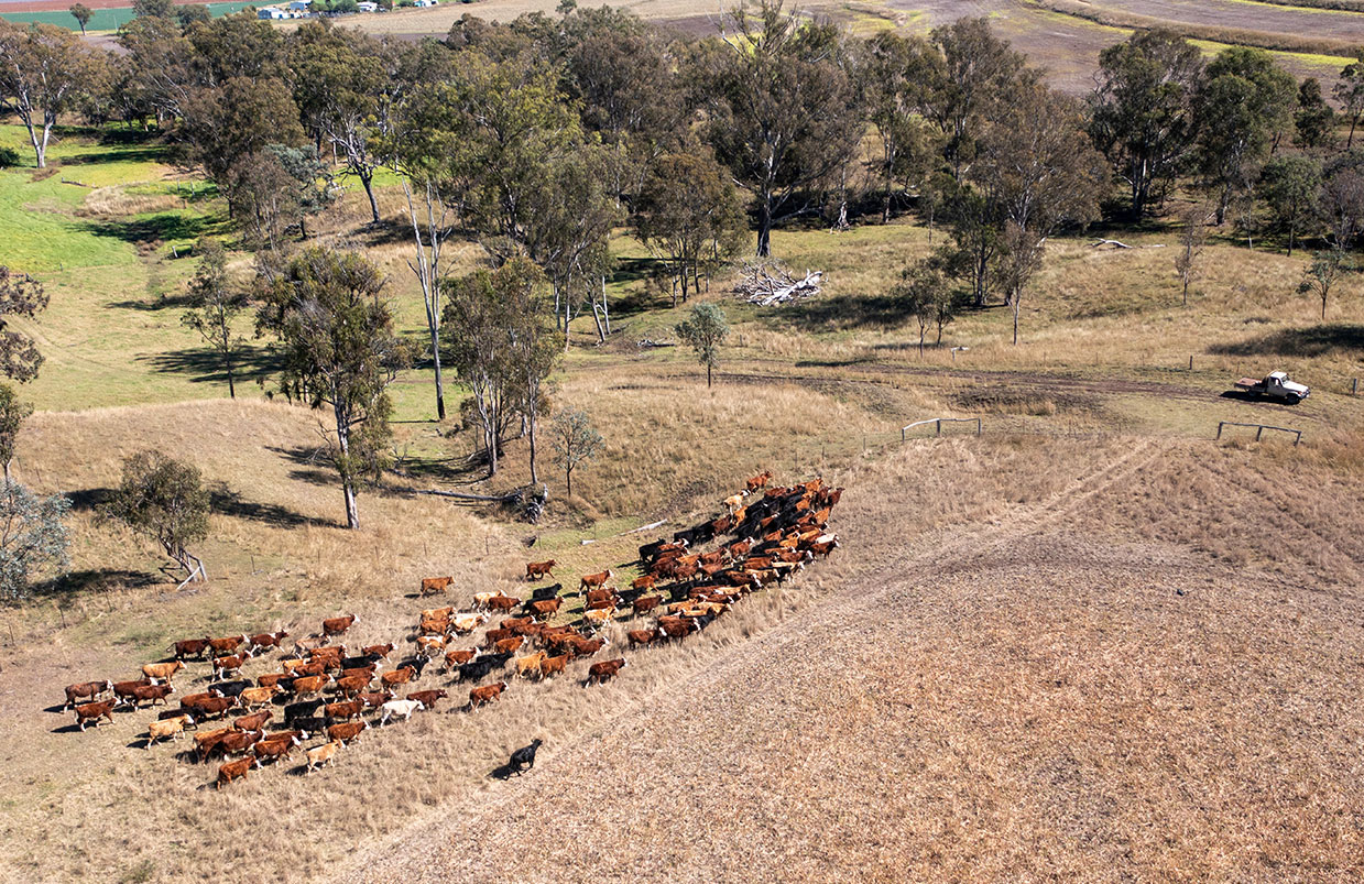 Basic Herding Animal Instincts