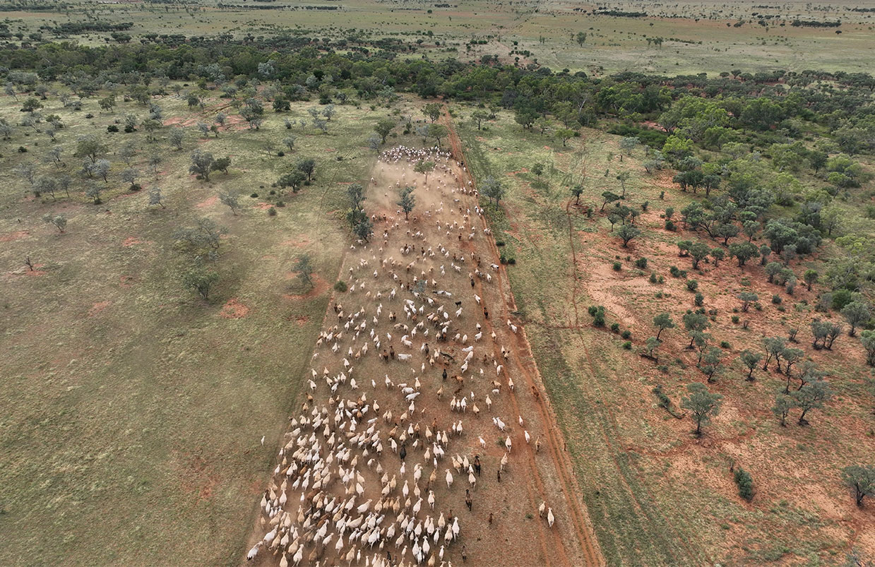 Mobbing Up and Driving