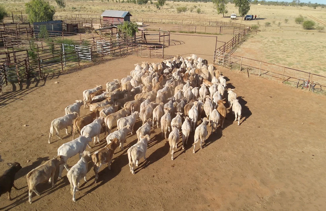 Training the Animals