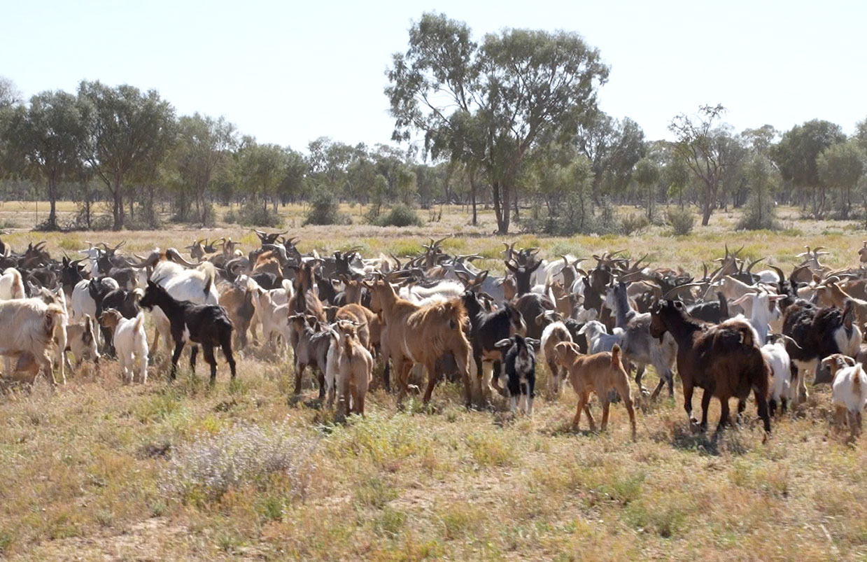 Working Different Species and Different Terrain